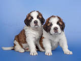 Собаки, щенки Сенбернар, цена 6000 Грн., Фото