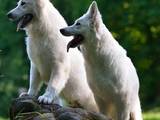 Собаки, щенки Белая Швейцарская овчарка, цена 15000 Грн., Фото