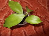 Домашні рослини Цитрусові рослини, ціна 70 Грн., Фото