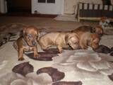 Собаки, щенки Гладкошерстная миниатюрная такса, цена 650 Грн., Фото