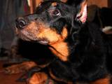 Собаки, щенята Босерон, ціна 5000 Грн., Фото
