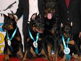 Собаки, щенята Босерон, ціна 5000 Грн., Фото