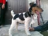 Собаки, щенки Жесткошерстный фокстерьер, цена 300 Грн., Фото