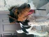 Собаки, щенята Жорсткошерстий фокстер'єр, ціна 300 Грн., Фото