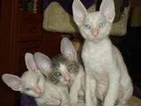 Кішки, кошенята Корніш-рекс, ціна 3100 Грн., Фото