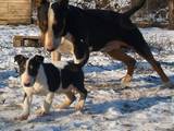 Собаки, щенки Бультерьер, цена 14000 Грн., Фото
