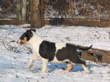 Собаки, щенята Бультер'єр, ціна 14000 Грн., Фото