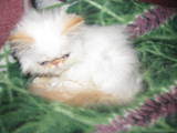 Кошки, котята Персидская, цена 550 Грн., Фото