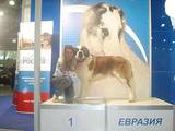 Собаки, щенята Сенбернар, ціна 9000 Грн., Фото