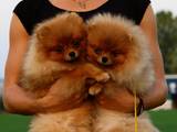 Собаки, щенята Карликовий шпіц, ціна 33000 Грн., Фото