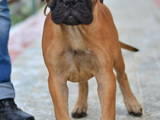 Собаки, щенята Бульмастиф, ціна 20000 Грн., Фото