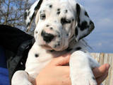 Собаки, щенята Далматин, ціна 6000 Грн., Фото