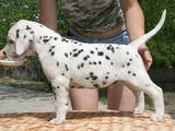 Собаки, щенята Далматин, ціна 6000 Грн., Фото