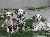 Собаки, щенки Далматин, цена 6000 Грн., Фото