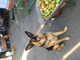 Собаки, щенята Грейхаунд, Фото