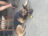Собаки, щенята Грейхаунд, Фото