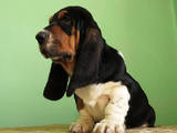 Собаки, щенята Бассет, ціна 23000 Грн., Фото
