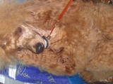 Собаки, щенята Той-пудель, ціна 5000 Грн., Фото