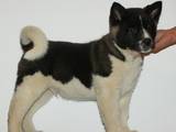 Собаки, щенята Американський акіта, ціна 7000 Грн., Фото