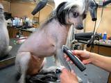 Собаки, щенята Американський коккер, ціна 130 Грн., Фото