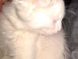Кошки, котята Турецкая ангора, цена 0.50 Грн., Фото