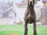 Собаки, щенки Веймарская легавая, цена 27000 Грн., Фото