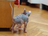 Кішки, кошенята Донський сфінкс, ціна 1200 Грн., Фото