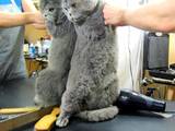 Кішки, кошенята Британська довгошерста, ціна 120 Грн., Фото