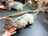 Кішки, кошенята Британська довгошерста, ціна 120 Грн., Фото