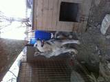 Собаки, щенки Аляскинский маламут, цена 7000 Грн., Фото