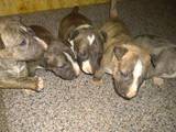 Собаки, щенки Миниатюрный бультерьер, цена 20000 Грн., Фото