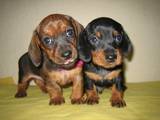 Собаки, щенки Гладкошерстная миниатюрная такса, Фото