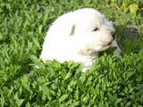 Собаки, щенки Белая Швейцарская овчарка, цена 2500 Грн., Фото
