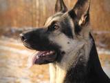 Собаки, щенята Східно-Європейська вівчарка, ціна 8000 Грн., Фото