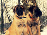 Собаки, щенки Английский мастиф, цена 16500 Грн., Фото