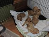 Собаки, щенята Карликовий пудель, ціна 2500 Грн., Фото