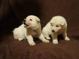 Собаки, щенята Біла Швейцарська вівчарка, ціна 8000 Грн., Фото