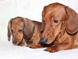 Собаки, щенки Гладкошерстная такса, цена 2500 Грн., Фото