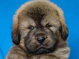 Собаки, щенки Тибетский мастиф, цена 50000 Грн., Фото