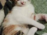 Кішки, кошенята Сейшельська короткошерста, ціна 5 Грн., Фото