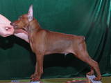 Собаки, щенята Карликовий пінчер, ціна 6000 Грн., Фото