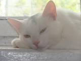 Кошки, котята Турецкая ангора, цена 1 Грн., Фото