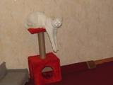 Кошки, котята Турецкая ангора, цена 1 Грн., Фото