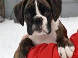 Собаки, щенята Боксер, ціна 12000 Грн., Фото