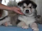 Собаки, щенята Аляска маламут, ціна 15000 Грн., Фото