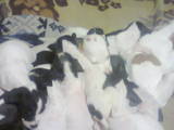Собаки, щенки Английский пойнтер, цена 2000 Грн., Фото