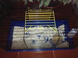 Грызуны Морские свинки, цена 375 Грн., Фото