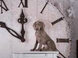 Собаки, щенята Веймарська лягава, ціна 17000 Грн., Фото
