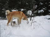 Собаки, щенята Жорсткошерстий фокстер'єр, ціна 2200 Грн., Фото