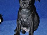Собаки, щенята Стаффордширський бультер'єр, ціна 15000 Грн., Фото